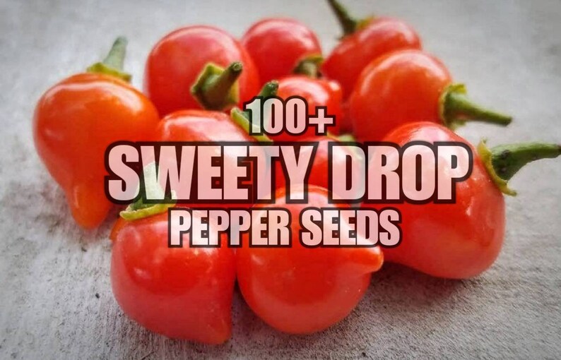 100 Fresh Sweety Drop Heirloom Pepper Seeds Red Biquinho | Etsy