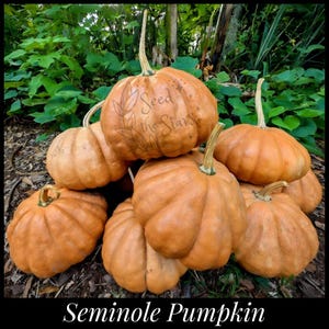 10 Premium Seminole Pumpkin Seeds saved from our best THICK FRUIT! Florida Heirloom Pumpkin Seeds, Landrace Pumpkin Cucurbita moschata seeds