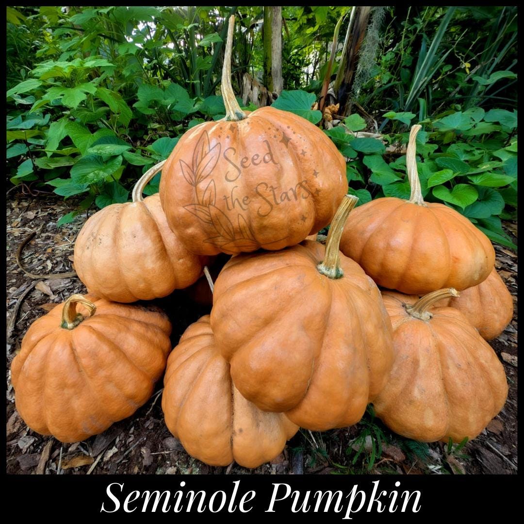 10 Premium Seminole Pumpkin Seeds saved from our best THICK FRUIT! Florida Heirloom Pumpkin Seeds, Landrace Pumpkin Cucurbita moschata seeds