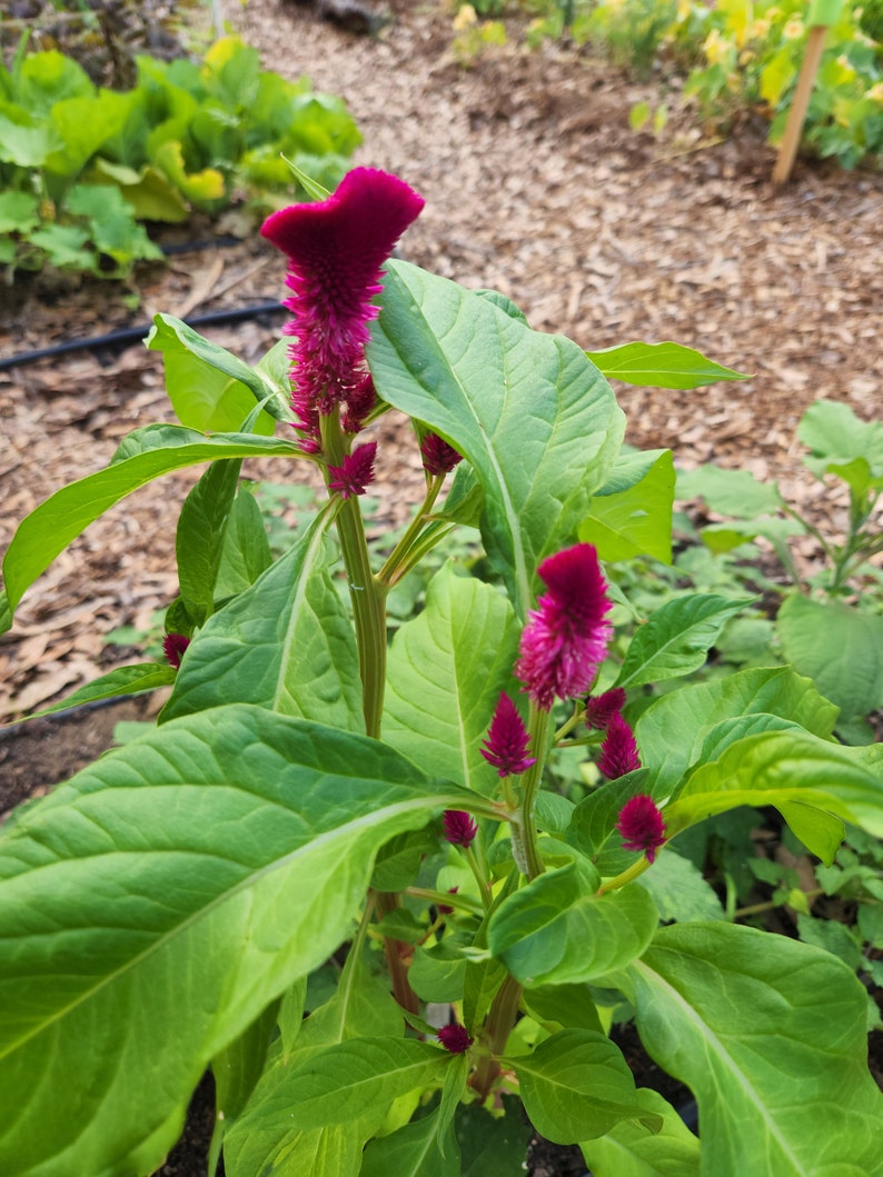 SeedTheStars Cockscomb Celosia Seeds - Thumbnail 3