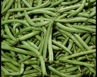 20 &#39;Provider&#39; Heirloom Bush Bean Seeds, Bush Snap Beans, Disease Resistant Beans, Seed The Stars, Florida Seeds, Phaseolus vulgaris Organic