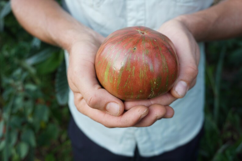 SeedTheStars Berkeley Tie-Dye Tomato Seeds - Thumbnail 3