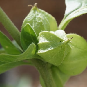 May include: Close-up of a green plant with several seed pods. The pods are closed and have a textured surface.