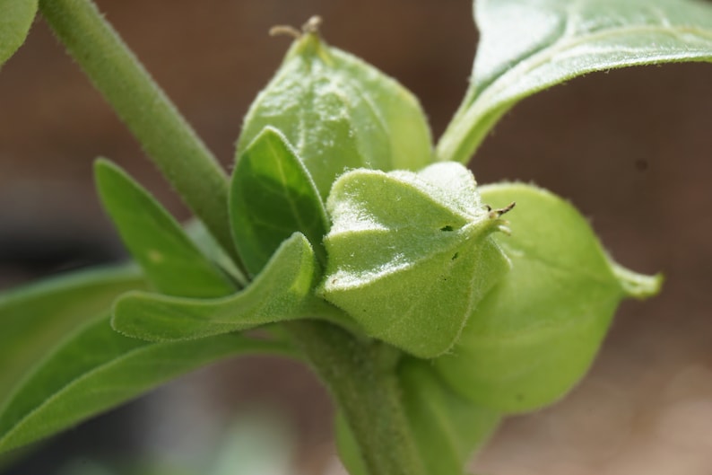 May include: Close-up of a green plant with several seed pods. The pods are closed and have a textured surface.