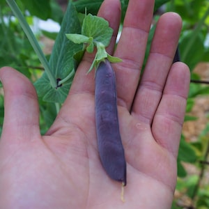 Pode incluir: Uma &uacute;nica vagem de ervilha roxa segurada em uma m&atilde;o. A vagem tem cerca de 12,5 cm de comprimento e um caule verde.