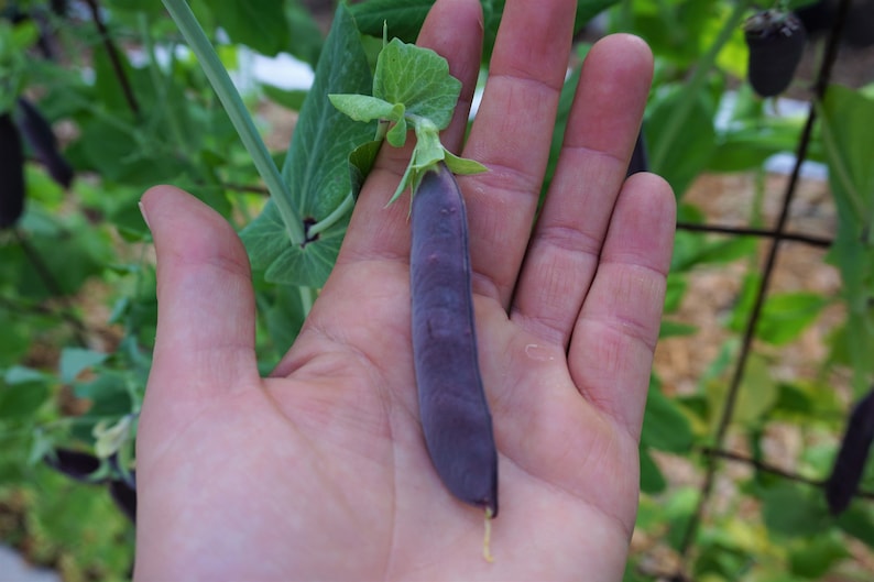Pode incluir: Uma &uacute;nica vagem de ervilha roxa segurada em uma m&atilde;o. A vagem tem cerca de 12,5 cm de comprimento e um caule verde.