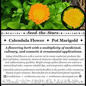 Find Seed Packets At: seedthestars.etsy.com 

20 Calendula Seeds, Pot Marigold, Calendula officinalis, Flowering Herb, Orange Flowers, Natural Food Color, Saffron, Seed The Stars Organic Seeds
