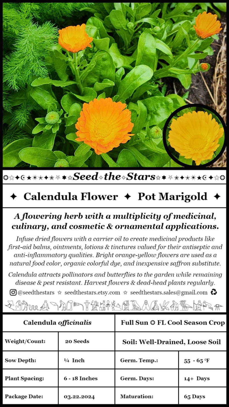 SeedTheStars Calendula Seeds - Thumbnail 4