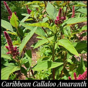 20 &#39;Caribbean Callaloo&#39; Seeds, Edible Amaranth Seeds, Heat Tolerant Greens, Tropical Spinach, Seed The Stars, Amaranthus, Spinach Seeds