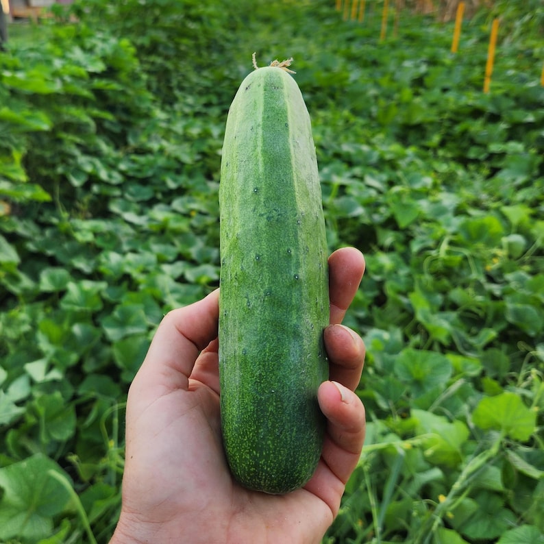 SeedTheStars South Wind Slicing Cucumber Seeds - Thumbnail 5