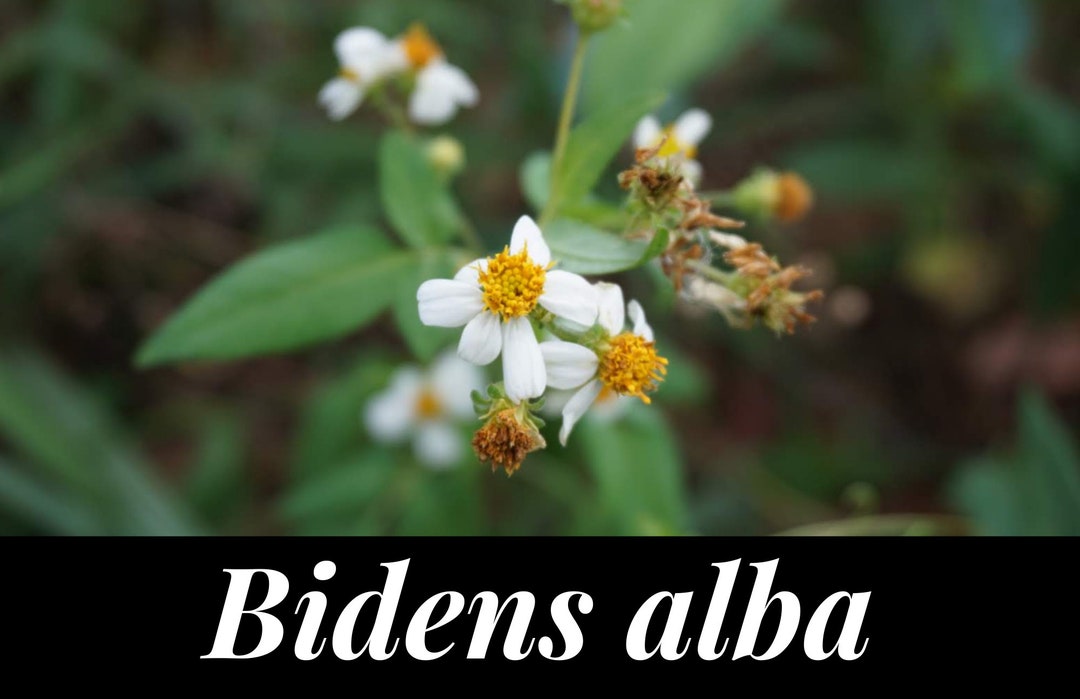 25 Bidens Alba Seeds Spanish Needle Seeds Shepherds Needles Etsy