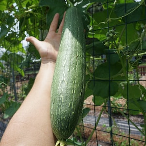 May include: A large, green, ribbed zucchini or squash growing on a trellis. The zucchini is being held by a person's hand.