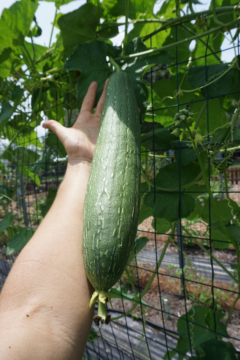 May include: A large, green, ribbed zucchini or squash growing on a trellis. The zucchini is being held by a person's hand.