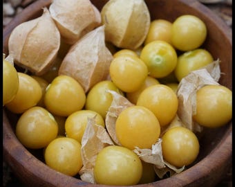 20 Pineapple Ground Cherry Seeds Cossack, Physalis pruinosa, Pineapple gooseberry, Strawberry Ground Cherry Seeds, Husk Tomato, goldenberry,