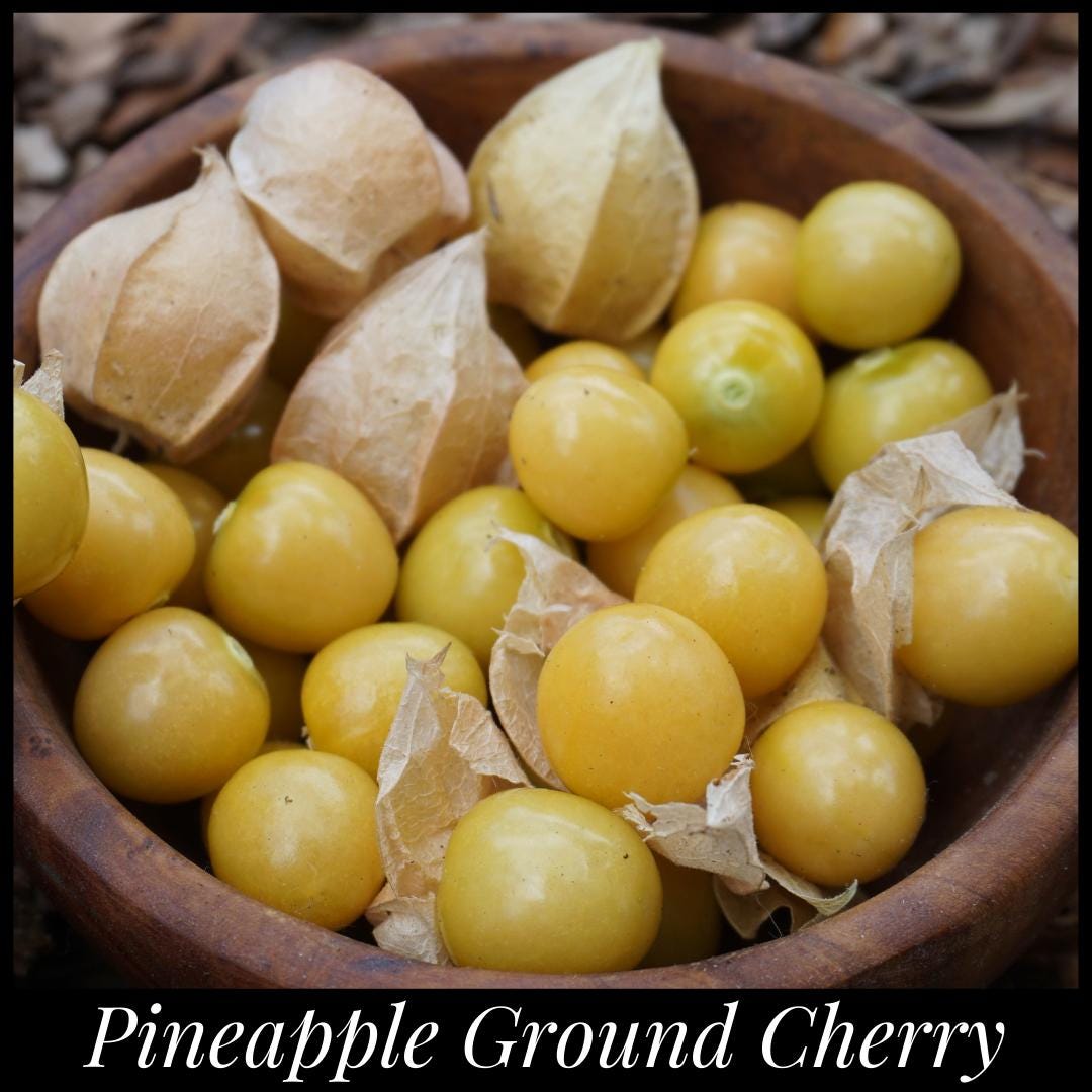 20 Pineapple Ground Cherry Seeds Cossack, Physalis Pruinosa