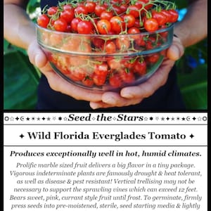 20 Florida Everglades Tomato Seeds. Drought & heat tolerant, disease resistant! Solanum pimpinellifolium Heirloom Currant Tomato Seeds