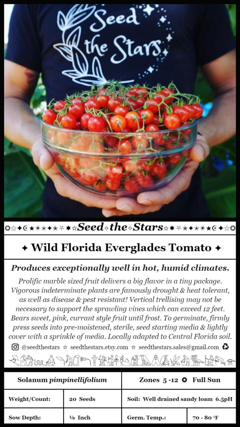 20 Florida Everglades Tomato Seeds. Drought & heat tolerant, disease resistant! Solanum pimpinellifolium Heirloom Currant Tomato Seeds