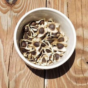 May include: A white ceramic bowl filled with dried moringa seeds, featuring a dark brown center and a light tan outer layer. The bowl sits on a wooden surface with visible wood grain.