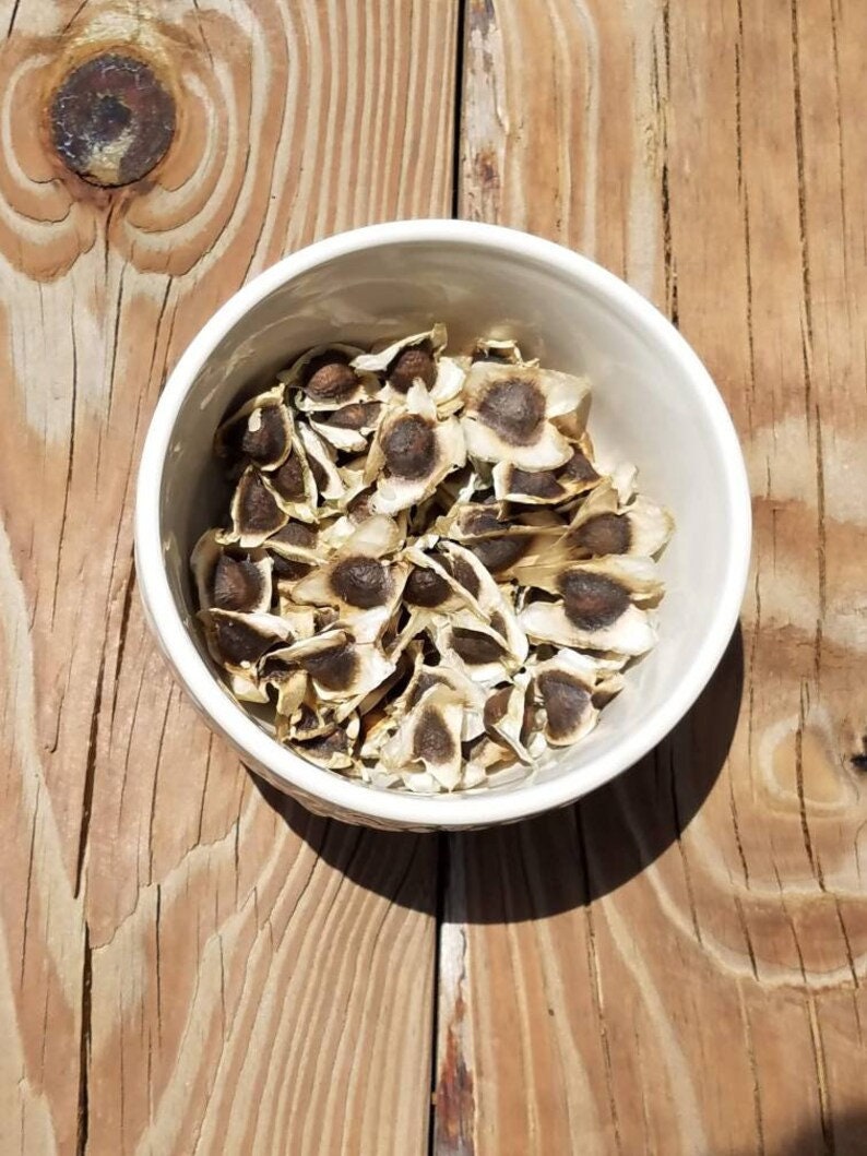 May include: A white ceramic bowl filled with dried moringa seeds, featuring a dark brown center and a light tan outer layer. The bowl sits on a wooden surface with visible wood grain.
