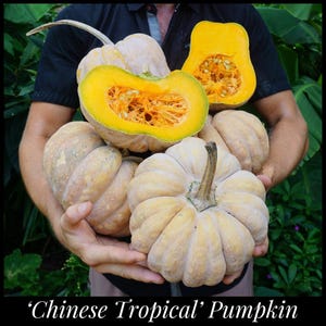 May include: A collection of pale orange 'Chinese Tropical' pumpkins, some whole and others halved to reveal bright orange flesh and seeds. The pumpkins are held in someone's hands, with a dark background.