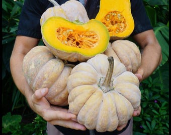 10 'Chinese Tropical Pumpkin' Seeds | Disease Resistant Winter Squash for Southern Gardens | Sweet Nutty Asian Heirloom Cucurbita moschata