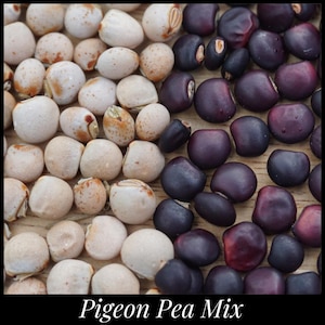 20 Pigeon Pea Seed Mix. Drought Tolerant Perennial Pea, Permaculture, Food forest. 10 Red & 10 White. Cajanus cajan Gondules Seed The Stars