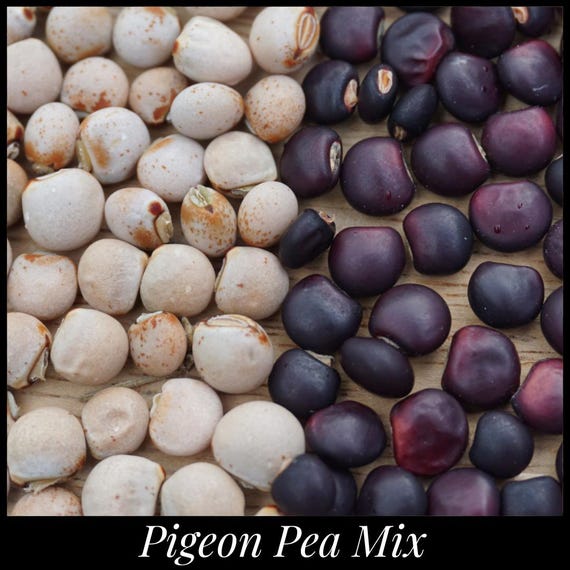 20 Pigeon Pea Seed Mix. Drought Tolerant Perennial Pea, Permaculture, Food forest. 10 Red & 10 White. Cajanus cajan Gondules Seed The Stars