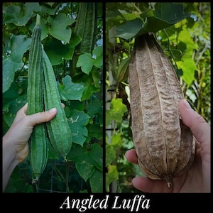 May include: Two angled luffa gourds, one green and one brown, are held in hands. The green luffa is fresh and the brown luffa is dried. The text "Angled Luffa" is at the bottom of the image.
