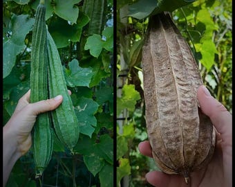 15 &#39;Angled Luffa&#39; Seeds, Chinese Okra Seeds, Loofah Gourd Seeds, Organic Luffa acutangula seeds, Ridged Sponge Gourd Seeds, Seed The Stars