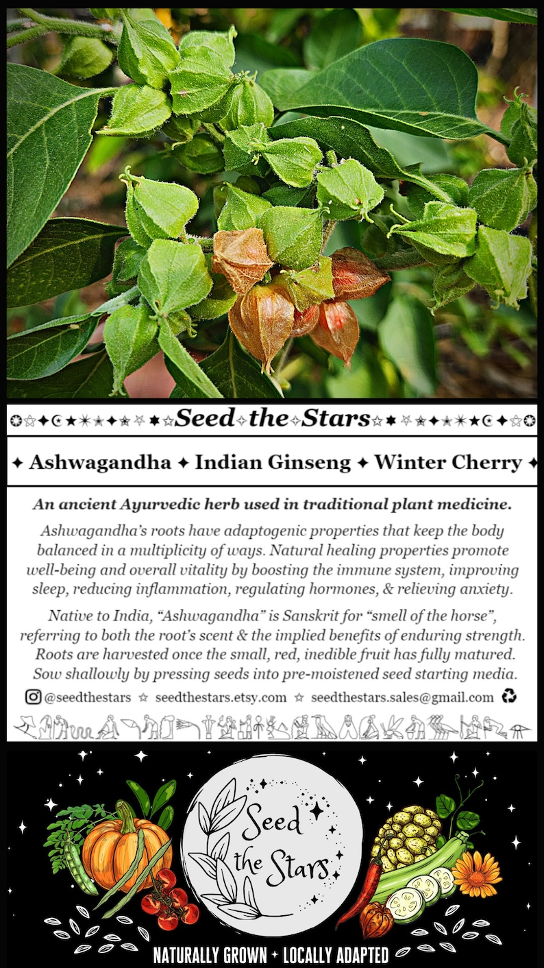 May include: A close-up of a green plant with small, red, and brown fruit. The text "Seed the Stars" is written in black with a white star above the word "Seed". The text "Naturally Grown + Locally Adapted" is written in black below the logo.