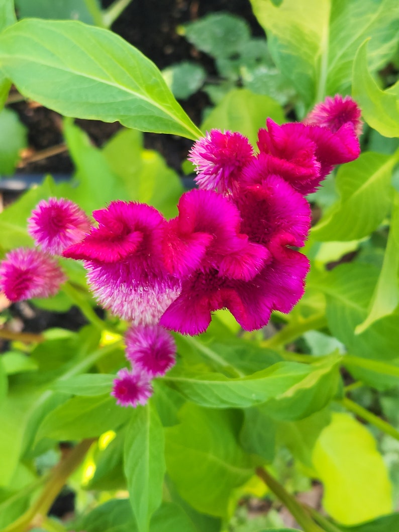 SeedTheStars Cockscomb Celosia Seeds - Thumbnail 5