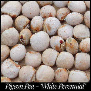 20 Pigeon Pea Seeds - Cajanus cajan seeds, A Drought Tolerant Perennial Pea, Permaculture, Food forest, Gandules Seed The Stars Florida Seed