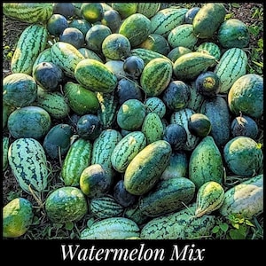 Puede incluir: Una gran colección de sandías en varios tonos de verde, desde claro hasta oscuro, con patrones rayados y sólidos. Las frutas son ovaladas y redondas, agrupadas en el suelo. El texto Watermelon Mix aparece en la parte inferior.