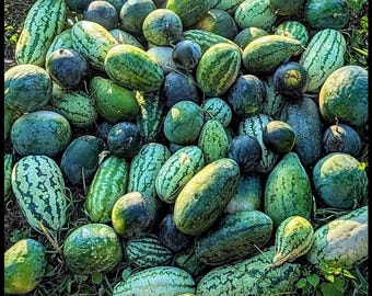 May include: A large collection of watermelons in various shades of green, ranging from light to dark, with striped and solid patterns. The fruits are oval and round, clustered together on the ground. The text Watermelon Mix is at the bottom.