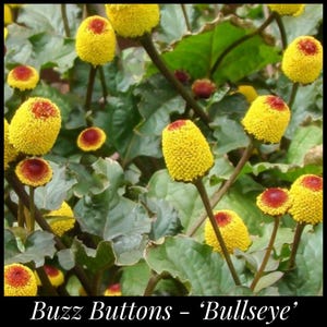 May include: Close-up of a plant with yellow and red button-like flowers. The plant is called "Buzz Buttons - 'Bullseye'".
