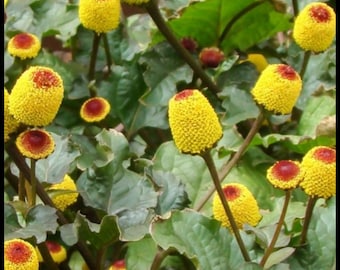 May include: Close-up of a plant with yellow and red button-like flowers. The plant is called "Buzz Buttons - 'Bullseye'".