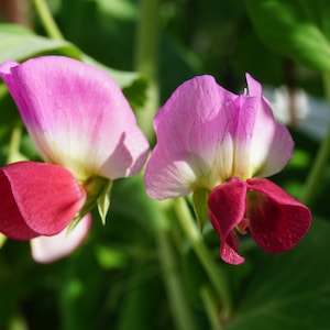 Pode incluir: Duas flores de ervilha rosa e branca com centros vermelhos est&atilde;o em flor. As flores est&atilde;o crescendo em uma videira com folhas verdes.