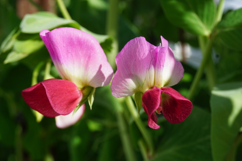 Pode incluir: Duas flores de ervilha rosa e branca com centros vermelhos est&atilde;o em flor. As flores est&atilde;o crescendo em uma videira com folhas verdes.