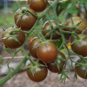 Pu&ograve; includere: Un grappolo di pomodori marroni e verdi che crescono su una vite. I pomodori sono maturi e pronti per essere raccolti.