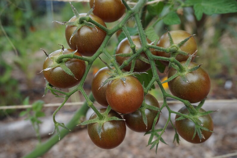 Pu&ograve; includere: Un grappolo di pomodori marroni e verdi che crescono su una vite. I pomodori sono maturi e pronti per essere raccolti.