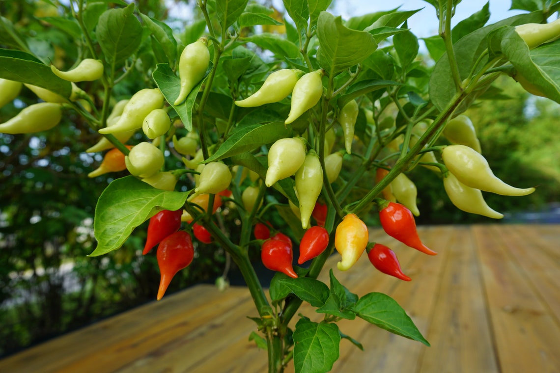 50 Fresh Sweety Drop Heirloom Pepper Seeds Red Biquinho | Etsy