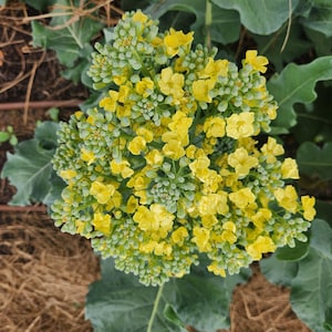 May include: Close-up of a broccoli plant in bloom. The image shows a cluster of bright yellow flowers with green buds, surrounded by large, green leaves. The background is a mix of brown soil and more green foliage.