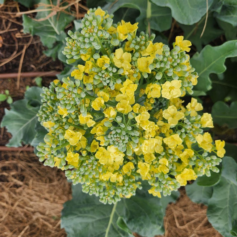 May include: Close-up of a broccoli plant in bloom. The image shows a cluster of bright yellow flowers with green buds, surrounded by large, green leaves. The background is a mix of brown soil and more green foliage.