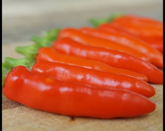 20 'Florida Grove Pepper' Seeds - Bird Pepper Seeds - Hot Florida Firecracker Seeds - Wild Grove Pepper Seeds - Florida Native Perennial