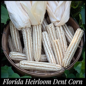 May include: A basket filled with white heirloom dent corn ears, with husks still attached.  The corn is a pale white color and has a smooth, shiny texture.  Florida Heirloom Dent Corn.