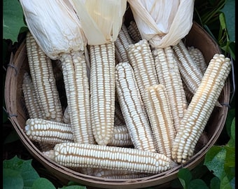 20 'Florida Heirloom Dent Corn' Seeds, Hickory Cane Dent Corn, Florida Heirloom Corn, Georgia Heirloom Corn, Disease & Pest Resistant Corn