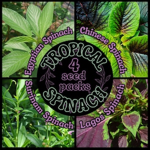 Tropical Spinach Seeds (4 Pack): 50 Egyptian Spinach Seeds + 20 Surinam Spinach Seeds + 20 Chinese Spinach Seeds + 20 Lagos Spinach Seeds