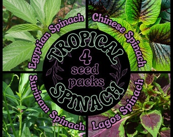 Tropical Spinach Seeds (4 Pack): 50 Egyptian Spinach Seeds + 20 Surinam Spinach Seeds + 20 Chinese Spinach Seeds + 20 Lagos Spinach Seeds