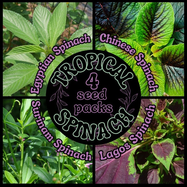 Tropical Spinach Seeds (4 Pack): 50 Egyptian Spinach Seeds + 20 Surinam Spinach Seeds + 20 Chinese Spinach Seeds + 20 Lagos Spinach Seeds