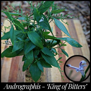 25 &#39;King Of Bitters&#39; Seeds, Andrographis Seeds, Andrographis paniculata Seeds, Creat Seeds, Seed The Stars Rare Ayurvedic Herb Florida Seeds